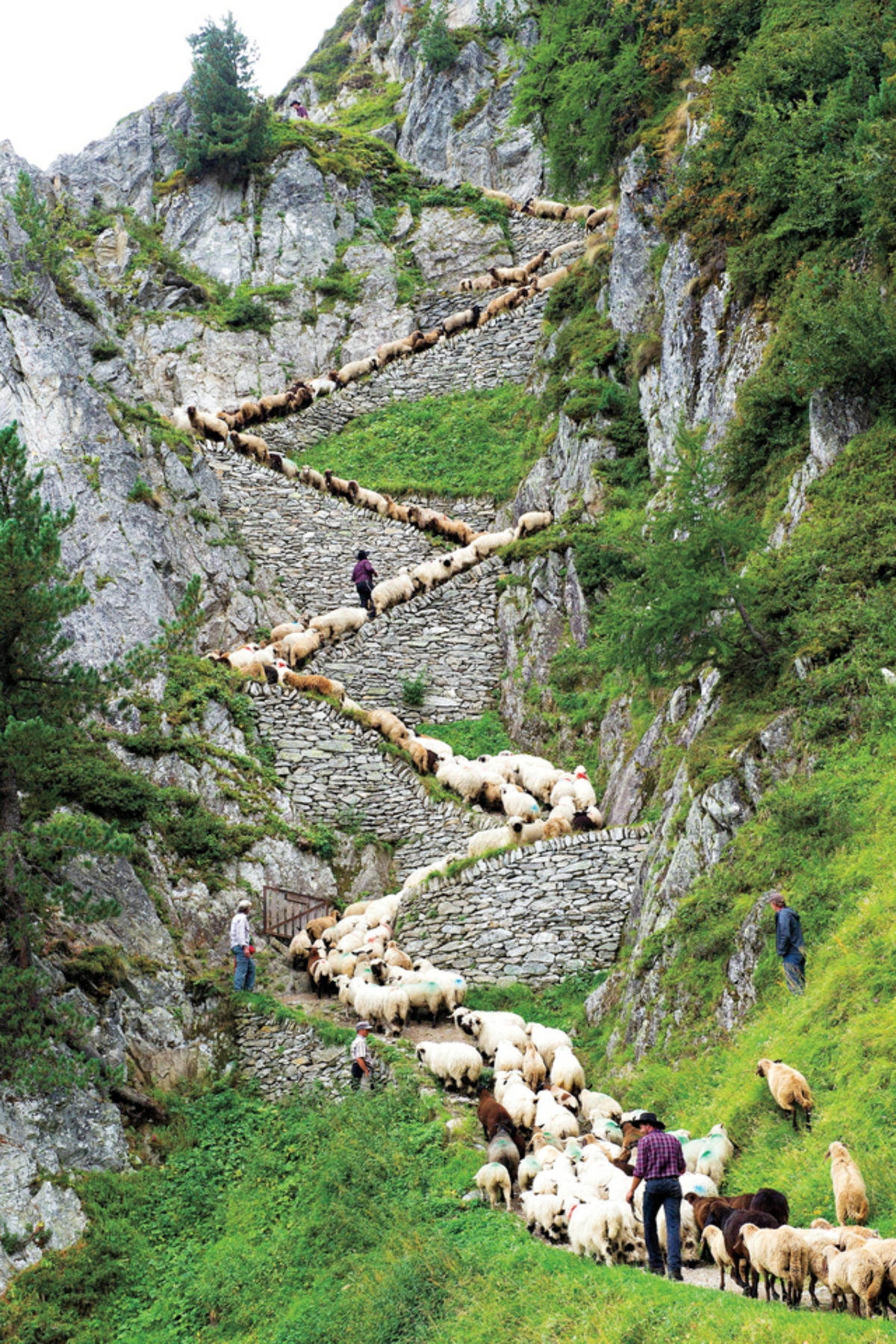 Switzerland Shepherd's Weekend In this picture taken Aug. 25, 2012, a flock of alpine sheep walk on a cliff path on the way from summer grazing high above the Aletschgletscher glacier down to Belalp in the canton of Valais, during the "Schaeferwochenende" (Shepherd's Weekend) in Belalp near Blatten, Switzerland. (AP Photo/Keystone/Jean-Christophe Bott)
